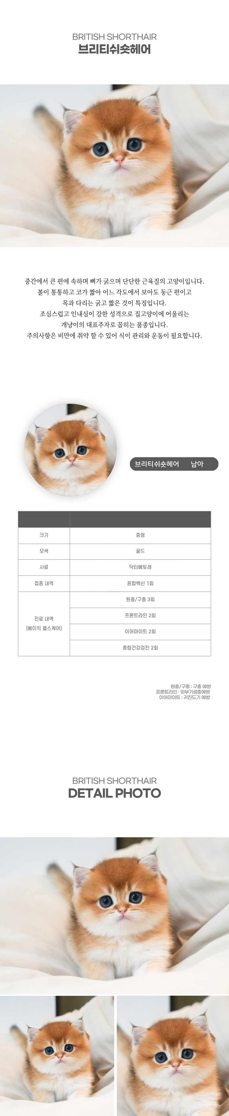 브리티쉬숏헤어_상세이미지_2